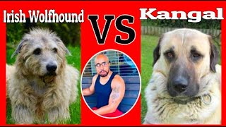 Irish Wolfhound VS Kangal quotWho Will Winquot [upl. by Rodama657]