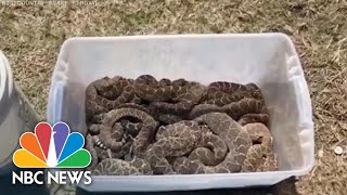 Snake Removers Find 45 Rattlesnakes Underneath Texas House  NBC News [upl. by Stefano857]