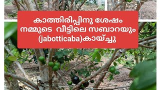 JABOTTICABAജബോട്ടിക്കാബ aleesvarietyfruits trending [upl. by Neerhtak]