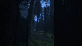 Dark Forest XXIII nature naturephotography darkaesthetic aesthetics bluehour foryou fyp [upl. by Swithin]