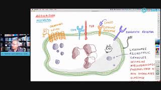 Inflammation Part 1  How Our Cells Clear Pathogens Phagocytosis [upl. by Alvar263]