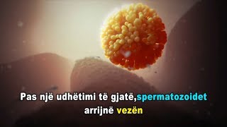 FERTILIZIMI  ANIMACION 3D [upl. by Bate]