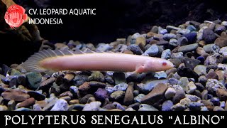 Polypterus senegalus albino The cute DINOSAUR fish for your tank Leopard Aquatic D003A [upl. by Arther]