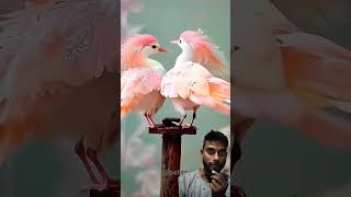 Beautiful lovebirds sound birds nature flamingo love reaction [upl. by Lesly]