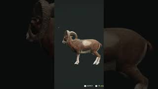 Diamond Mouflon thehuntercotw cotw [upl. by Ferris]