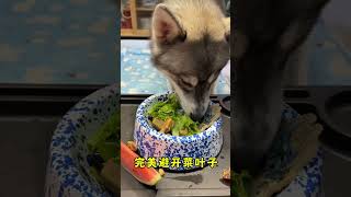 7monthold Husky waited too long for food Dogs The exquisite life of dogs Healing at home Daily [upl. by Anaes993]