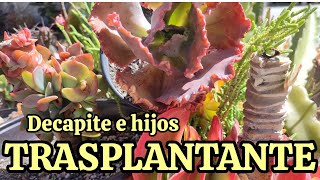 TRASPLANTANTE DECAPITE RAÍCES Y MUCHOS HIJOS plantas succulents suculentas jardin garden [upl. by Jilly4]