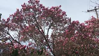 Magnolia x soulangeana Saucer Magnolia  Magnoliaceae [upl. by Gillespie711]