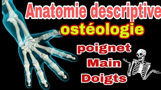 Anatomie descriptive 3D squelette du poignet et de la main [upl. by Broddie]