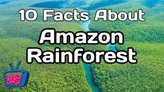 10 Mind Blowing Facts About The Amazon Rainforest [upl. by Bekah]