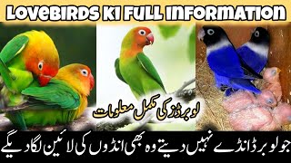 Lovebirds Ki Complete Information  love birds breeding tips  love birds breeding setup [upl. by Maghutte480]