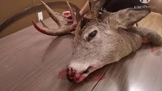 How To Skin A Deer Head For TAXIDERMY [upl. by Ardnaz]