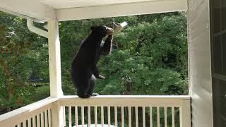 Simone Raiding The Bird Feeder [upl. by Dew]