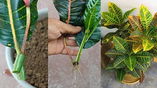 Propagating Croton Plants With Leaves Using Natural Hormones [upl. by Arraek304]