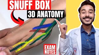 anatomical snuff box anatomy 3d  anatomy of snuff box contents  boundaries of snuff box anatomy [upl. by Zednanreh]