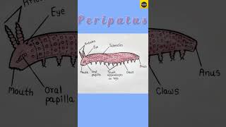 Peripatus  Structure of Peripatus With Diagram Zoology  TheDrawingAcumen [upl. by Kolnos]