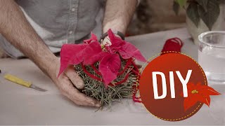 Quick amp Easy GiftDIY with cut Poinsettias  MyPoinsettia [upl. by Nanreik537]