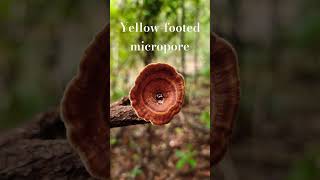 Yellow Footed Micropore mushrooms fungi natureexploration [upl. by Honna]