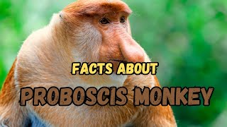 Captivating Facts the Kalimantan Proboscis Monkey [upl. by Yursa]