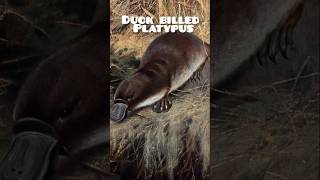 Duck Billed platypus platypus animals animallover [upl. by Vasya]