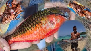 A Day in the Life of a Jamaican Spearfisherman hunting food [upl. by Lilian]