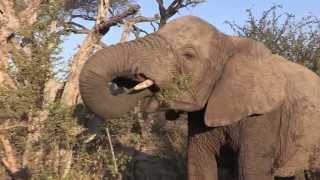 Sound of the African Bushveld Elephants  AFRICAN WILDLIFE [upl. by Solly]