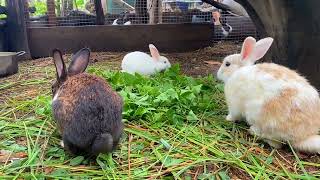 Male rabbits and female rabbits and baby rabbits are eating [upl. by Derr]