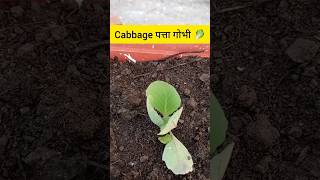 Growing cabbage in small containers cabbage gardening youtubeshorts [upl. by Bigler]