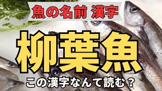 【魚の名前漢字】この漢字なんて読む？・漢字・読み方・勉強・学習 漢字 [upl. by Naejarual]