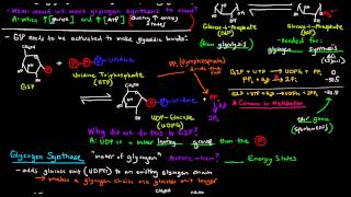 Glycogen Part 2 of 4  Glycogen Synthesis [upl. by Ennairac]