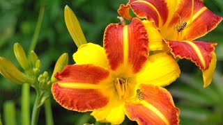 How to Grow Bulbs of Daylily  How to Plant Daylily Bulbs  Daylily flowering Plant [upl. by Daisey]