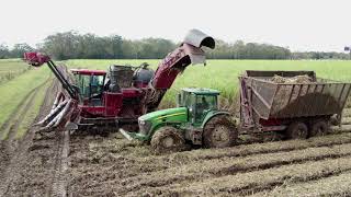 2020 Grinding  Cutting Sugarcane in Muddy Conditions 4K [upl. by Naved]