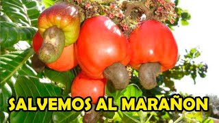 DOCUMENTAL SALVEMOS AL MARAÑON [upl. by Anirtek20]