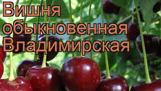 Вишня обыкновенная Владимирская vladimirskaya 🌿 обзор как сажать саженцы вишни Владимирская [upl. by Neeliak]