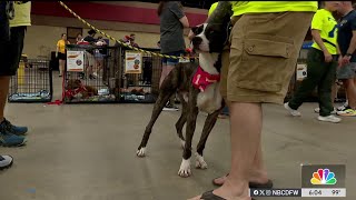 Hundreds of pets adopted during Saturdays Clear the Shelters event [upl. by Kcim780]