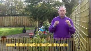 How to plant laurel hedge  Killarney Garden Centre [upl. by Lancelot401]