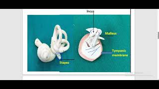 Practical Anatomy EarDrAhmed Hassan Elbatahgy [upl. by Yerkovich]