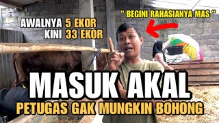 BOLEH DITIRU❗️Rahasia Sukses Bisnis Sapi Bermula 5 Ekor Menjadi 33 Ekor Sapi [upl. by Madoc]