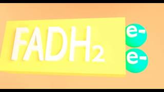 FADH2 [upl. by Silden]