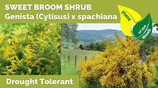 SWEET BROOM SHRUB  Genista Cytisus x spachiana [upl. by Ernestus]