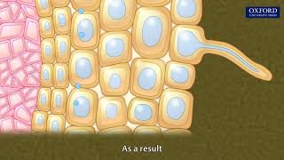 Animation 103 Absorption of water in plants [upl. by Reyna927]