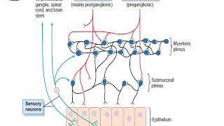 Introduction to GIT physiology and Physiology of Gastric Secretion part 1 [upl. by Ekoorb]