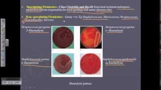 Bergeys Manual Vol 3  sporulating and nonsporulating bacteria [upl. by Elleinwad880]