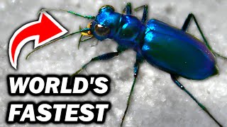 Meet the Worlds FASTEST and SCARIEST Insect Predator  The TIGER Beetle [upl. by Gibbons]