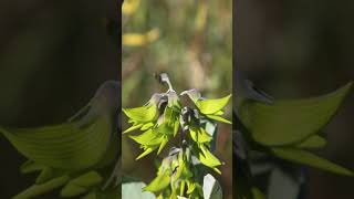 ¿Sabes que existe una flor que parece un colibrí [upl. by Taub]