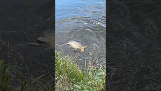 Giant fish hooked ​⁠⁠SpinningFishing888 fishing carpfishing fishingvideo fish риба рибалка [upl. by Sumahs]