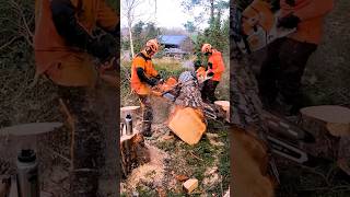 The lumberjack is on another level chainsawcuttingtreemachines loggingmachinery shorts [upl. by Nnylassej]