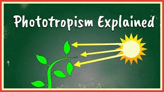 Phototropism Explained [upl. by Eillek]