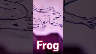 Diagram of frog [upl. by Odele]