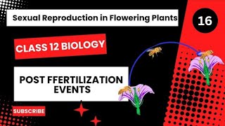 Post Fertilization Events  Class 12  Sexual Reproduction in Flowering Plants  Dhimans Biology [upl. by Ikkela]